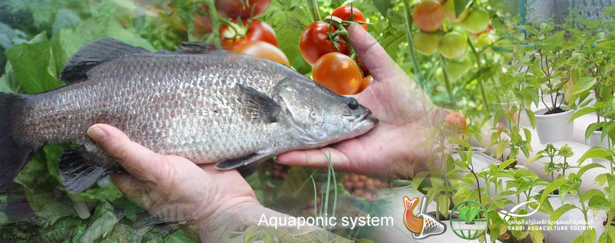 Signing a Memorandum of Understanding between Ministry of Environment, Water, and Agriculture and a national company to set up an experimental unit of Aquaponics 