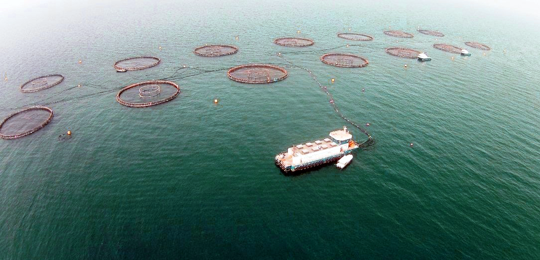 Fishery: 10 investment portfolios are offered for fish aquaculture projects