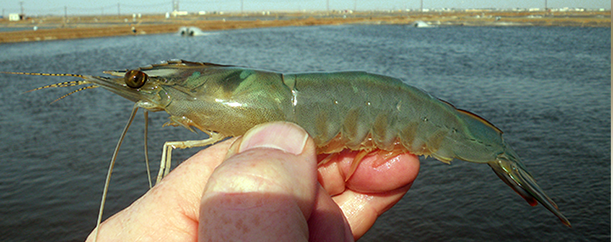 Kingdom of Saudi Arabia develops a vital effective strategy in the industry of shrimp farming