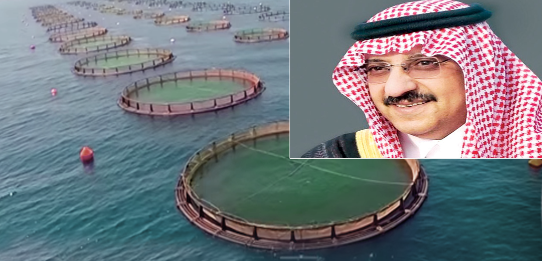 Crown Prince approves conditions of fish culture in  Floating Cages  System