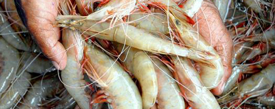 Saudi Food & Drug Agency suspends importing shrimps from 9 Indian states