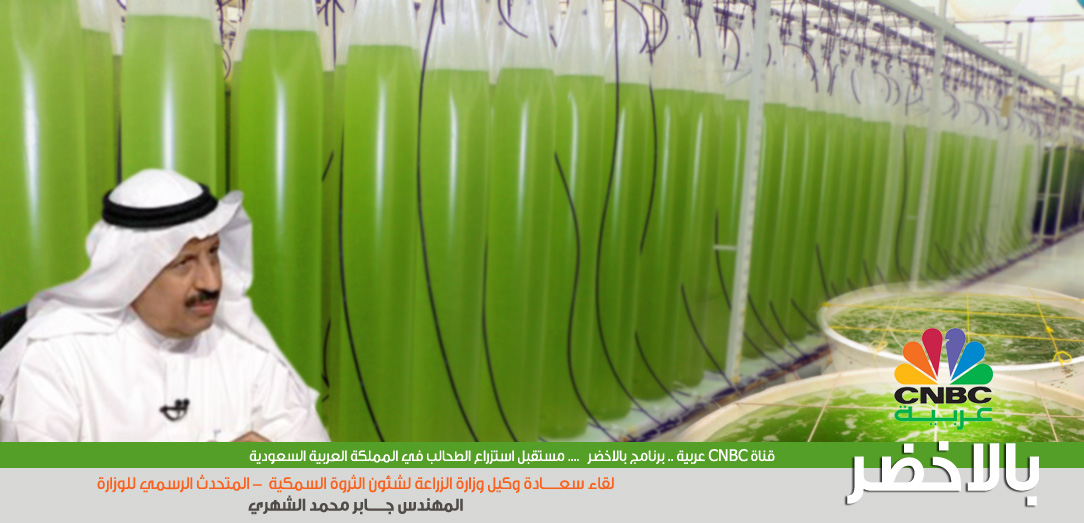 Future of Culture of Marine Algae in the Kingdom