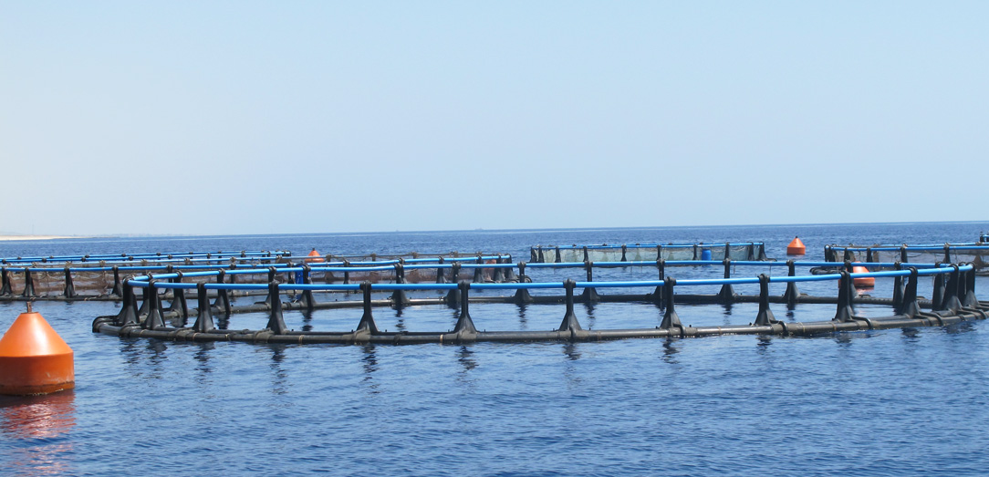 Studying the ideal methods for developing aquaculture industry in the floating cages