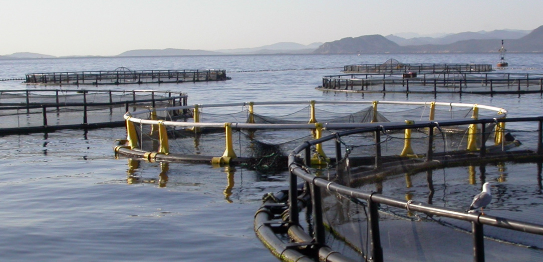 Needs of farming in the floating cages Italian experience