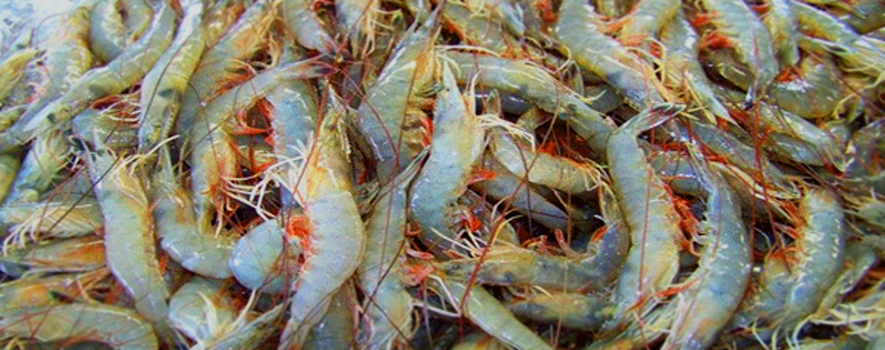Food and Drug Authority stops importing shrimps from a number of Indian States