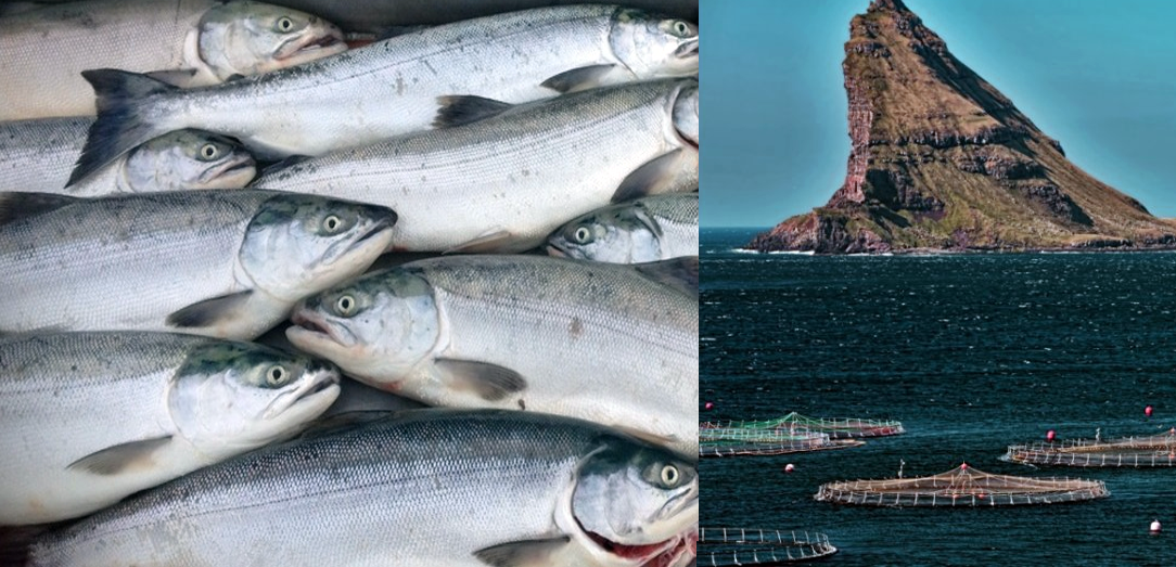 هيئة الغذاء والدواء تفرض حظراً على استيراد أسماك السلمون الأطلسي المبردة والمجمدة من جزر فارو بالمملكة الدنماركية