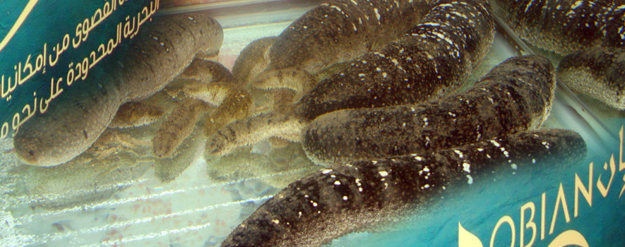National Prawn Company successes in hatching sea cucumber