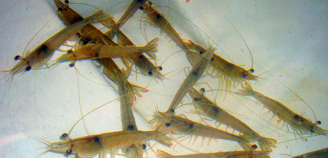Impressive results realized in the first year of the commercial production of P. vannamei shrimp