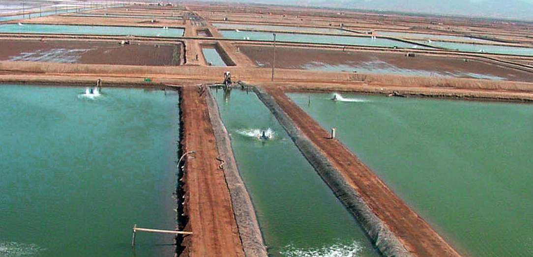 Study on solutions of facing effects of diseases on Shrimp farms in KSA  Shrimp production farms have been affected as result of infection with WSSV