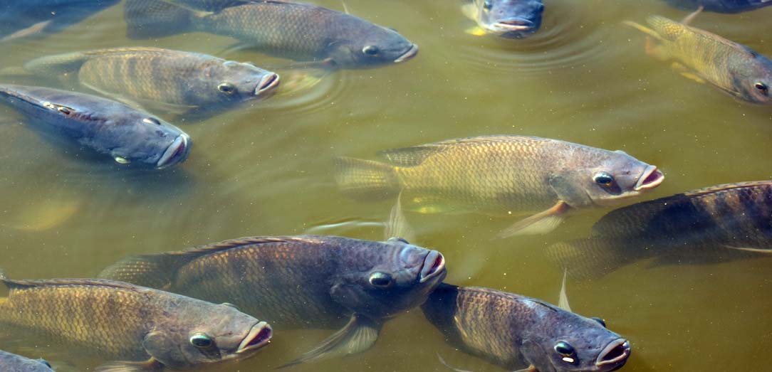 DEVELOPMENT OF TILAPIA CULTURE TECHNIQUES AT THE NATIONAL FISHERIES CENTER